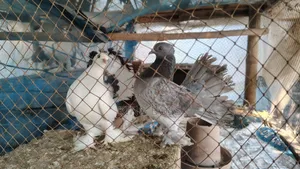 Pigeons for sale