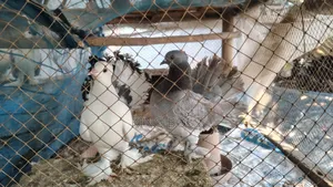 Pigeons for sale