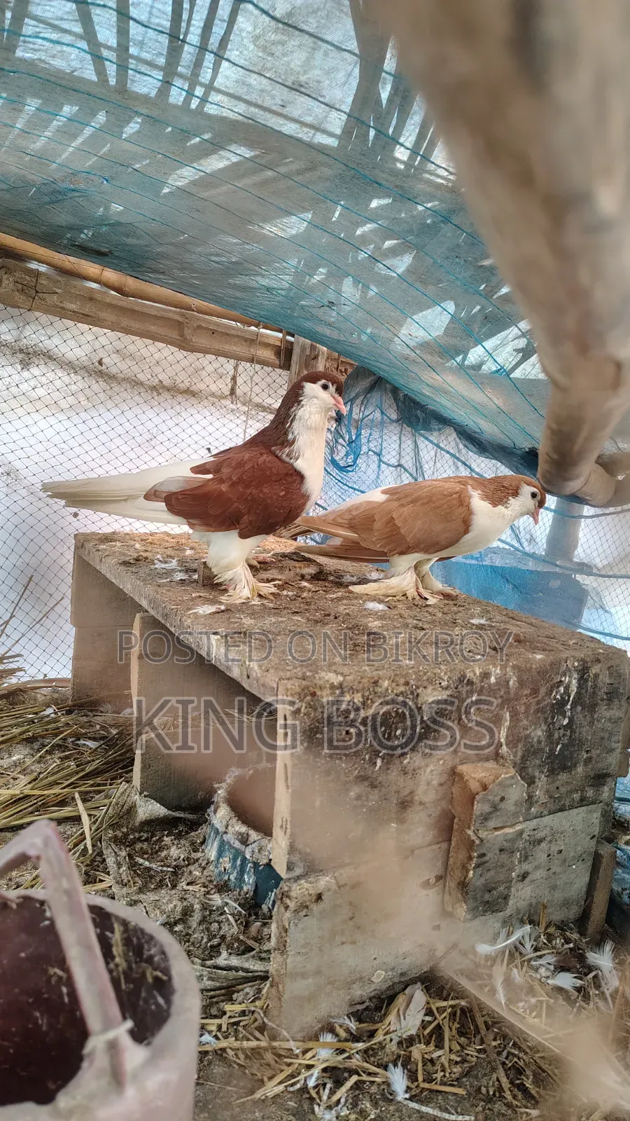 Pigeons for sale