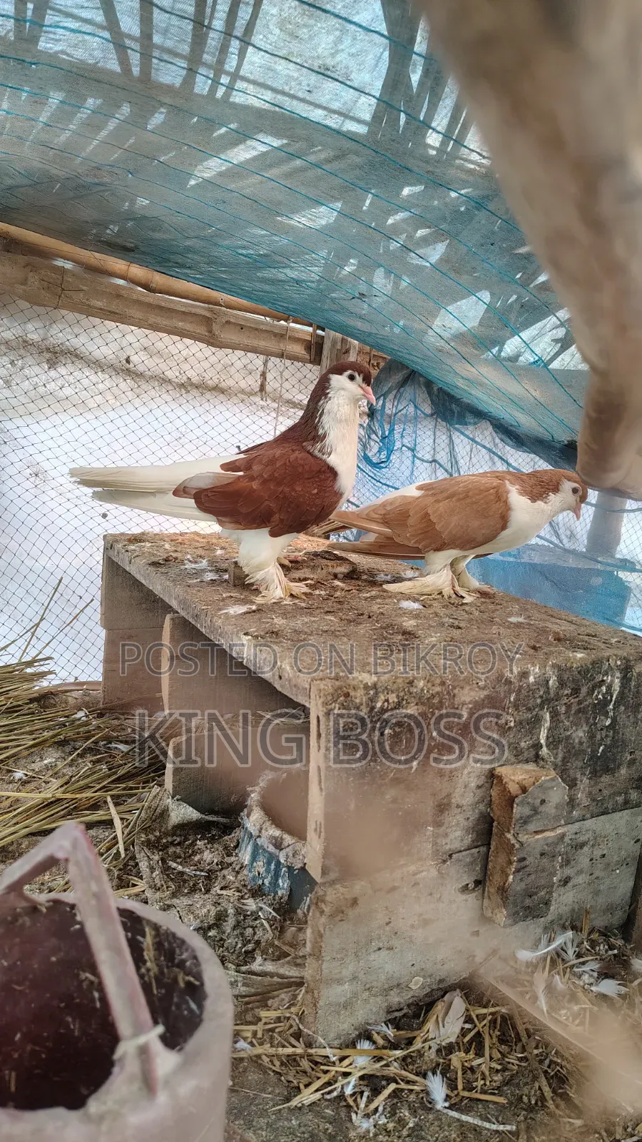 Pigeons for sale