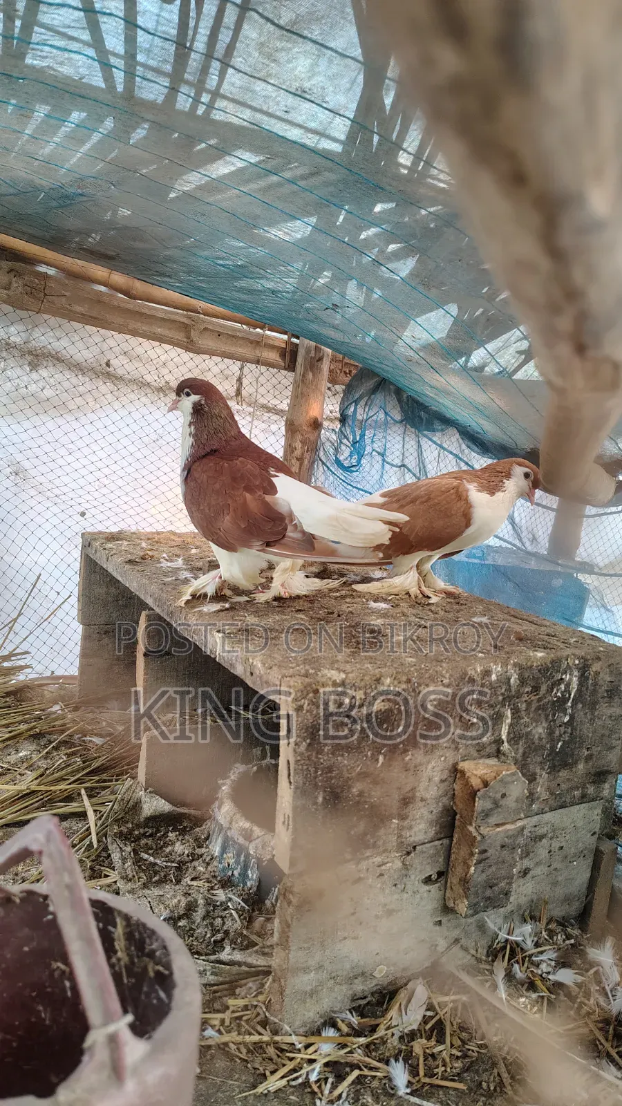 Pigeons for sale