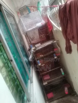 Bird Cage