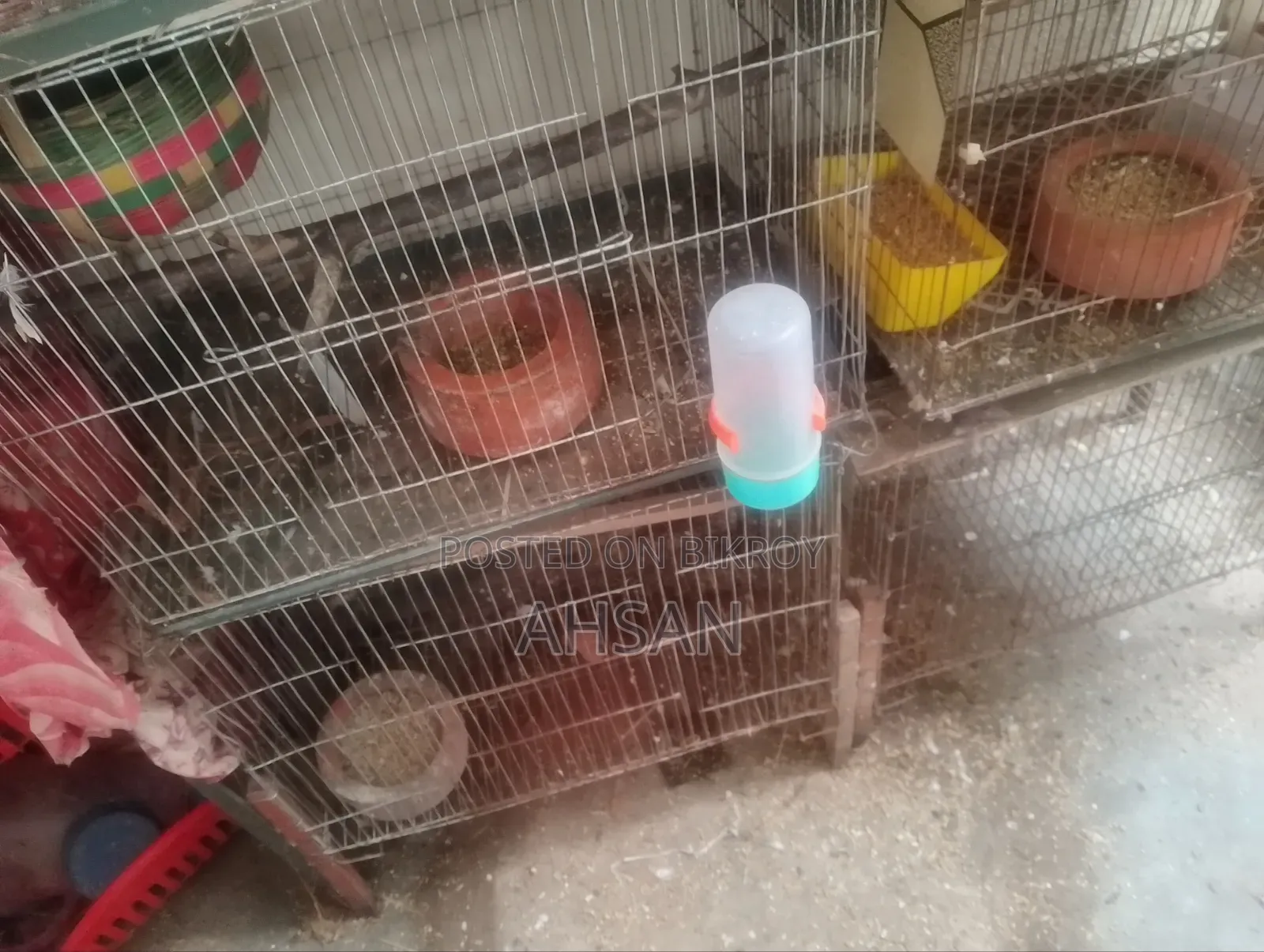 Bird Cage