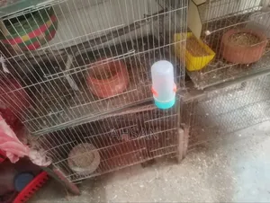 Bird Cage