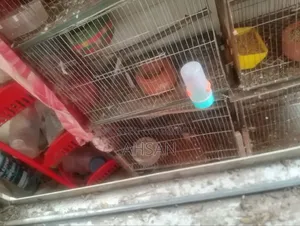 Bird Cage