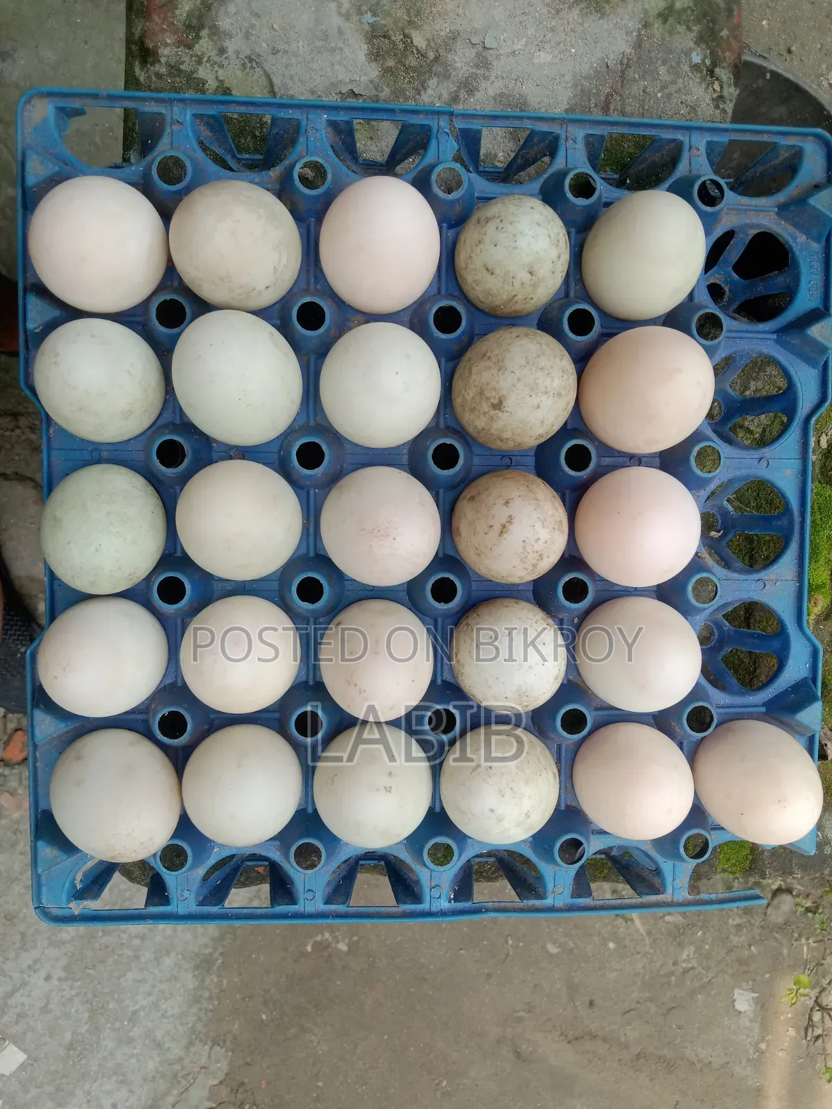 Khaki Campbell Duck Hatching Eggs