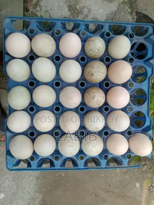 Khaki Campbell Duck Hatching Eggs
