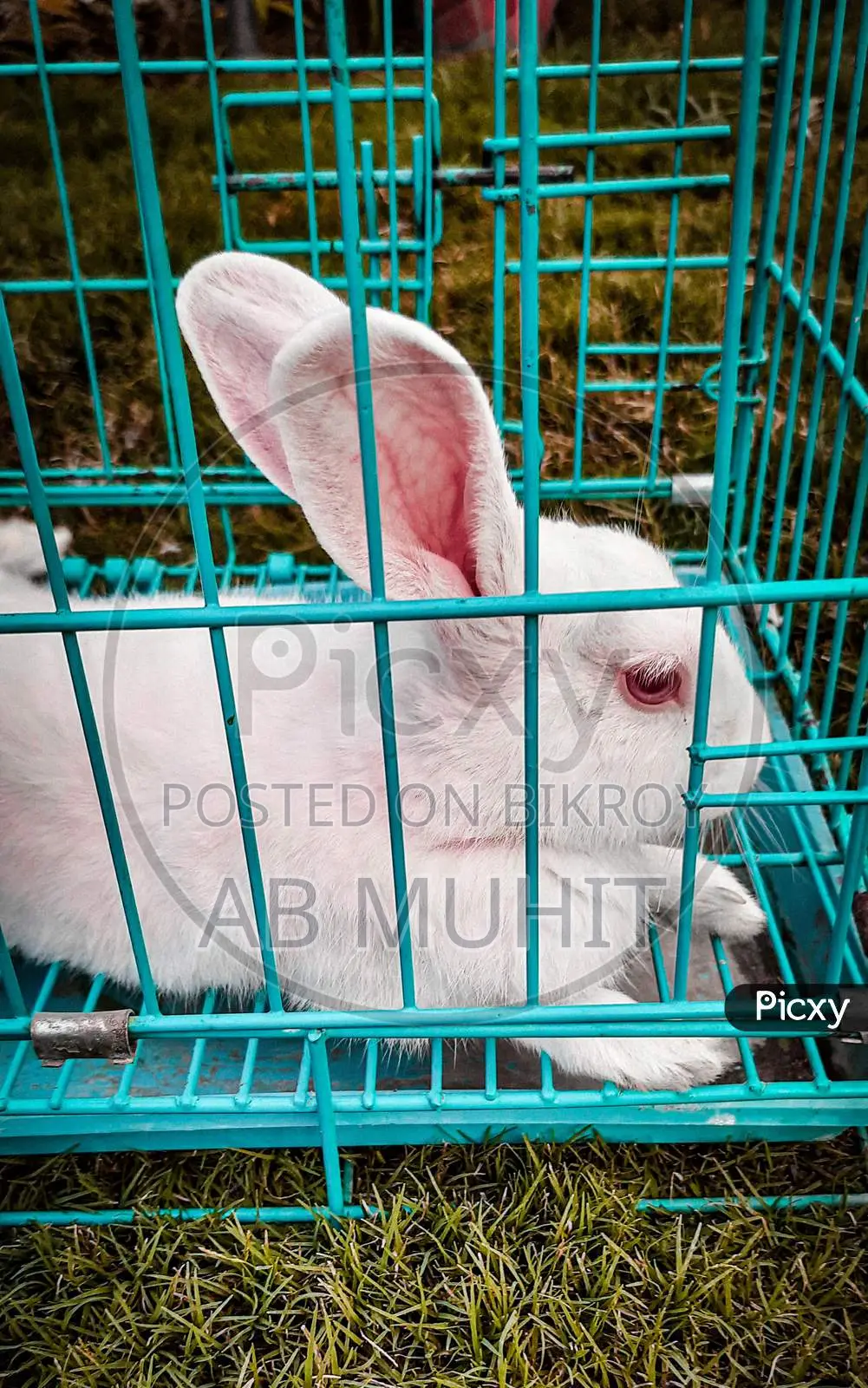 Adult Bhutanese Rabbit for Sale 3 Pieces