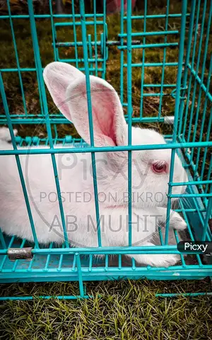 Adult Bhutanese Rabbit for Sale 3 Pieces