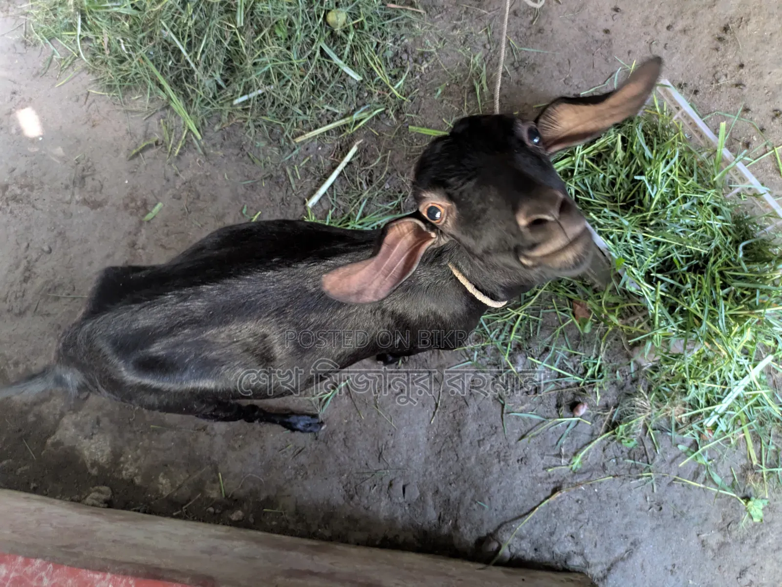 Local Goat,
