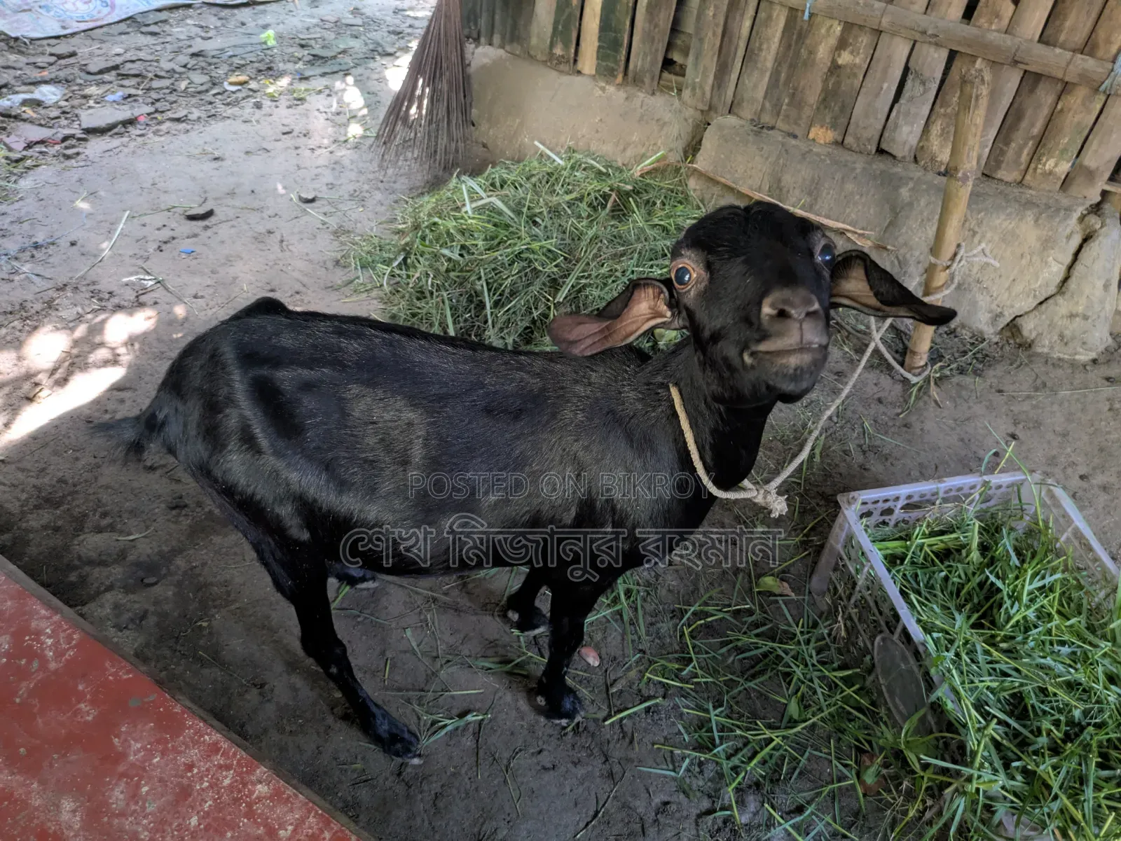 Local Goat,