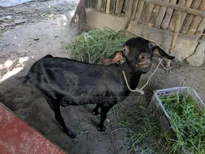 Local Goat,