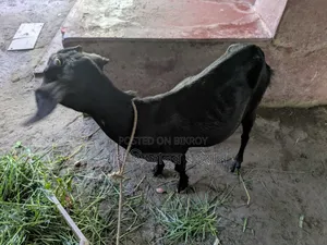 Local Goat,