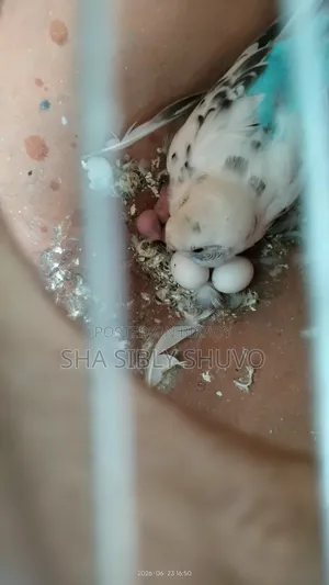 Bird for sale with chicks