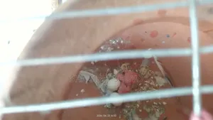 Bird for sale with chicks