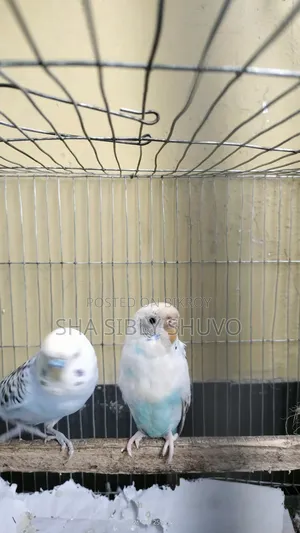 Bird for sale with chicks