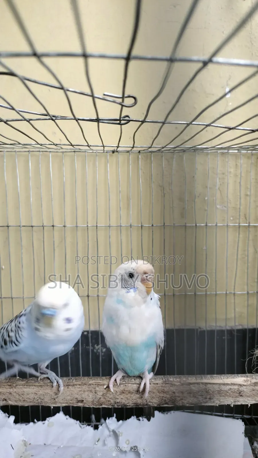 Bird for sale with chicks