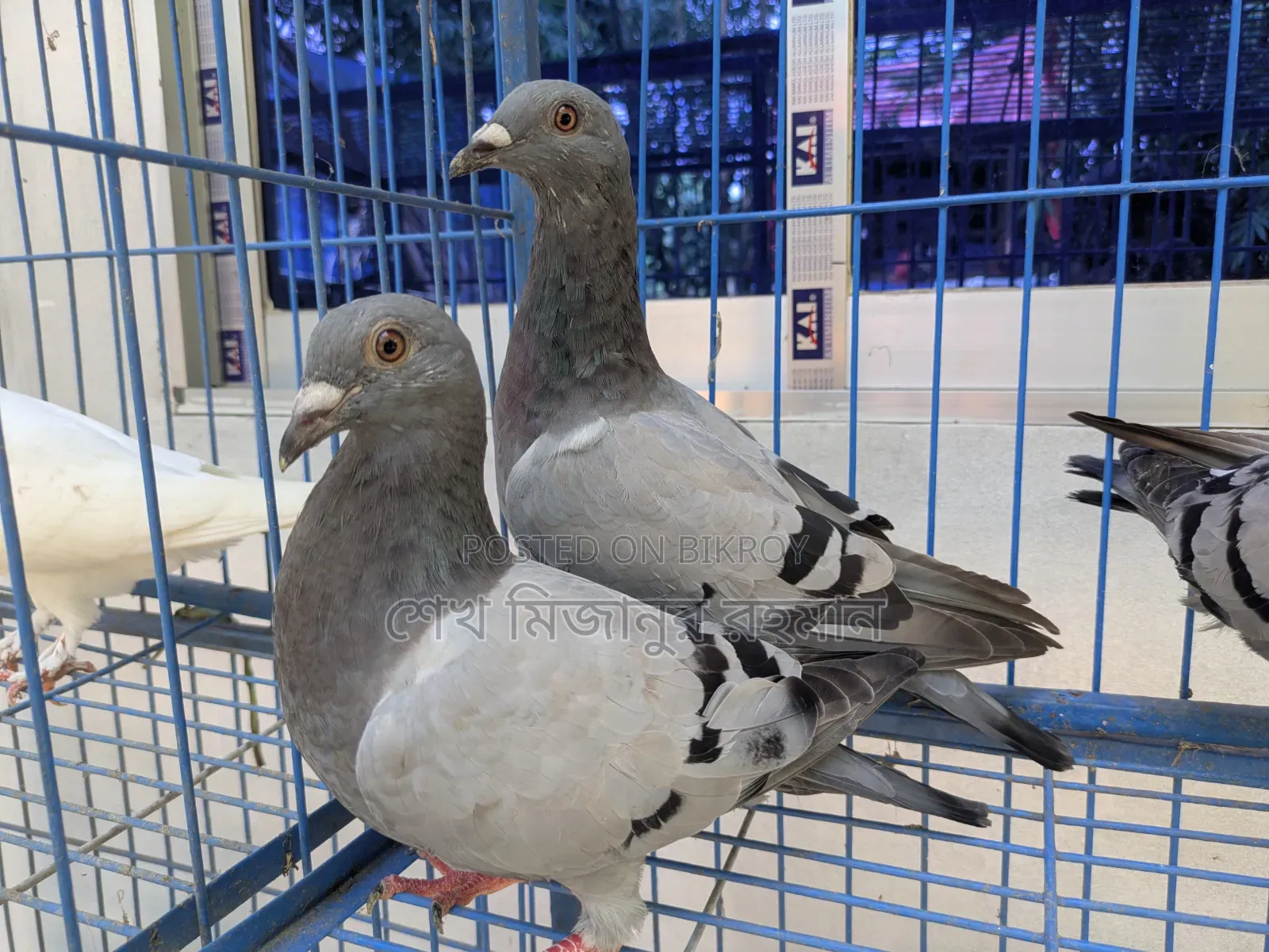 Racer Pigeon