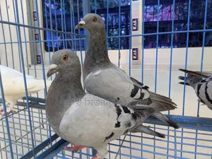 Racer Pigeon