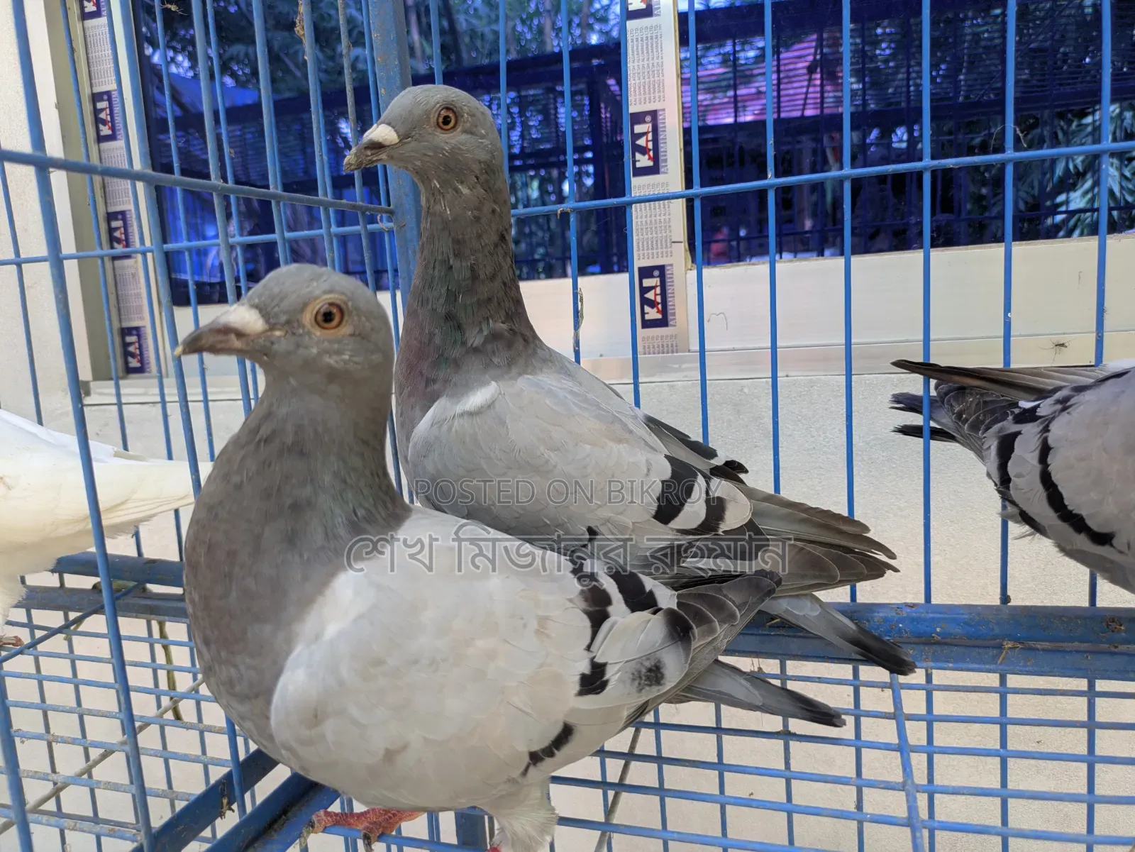 Racer Pigeon