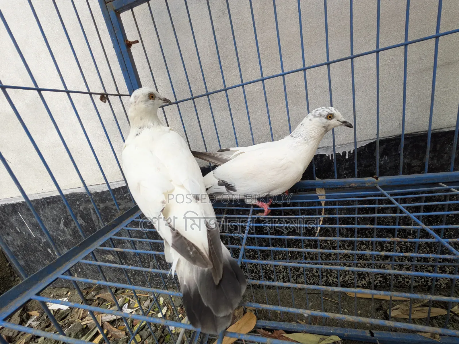 Racer Pigeon