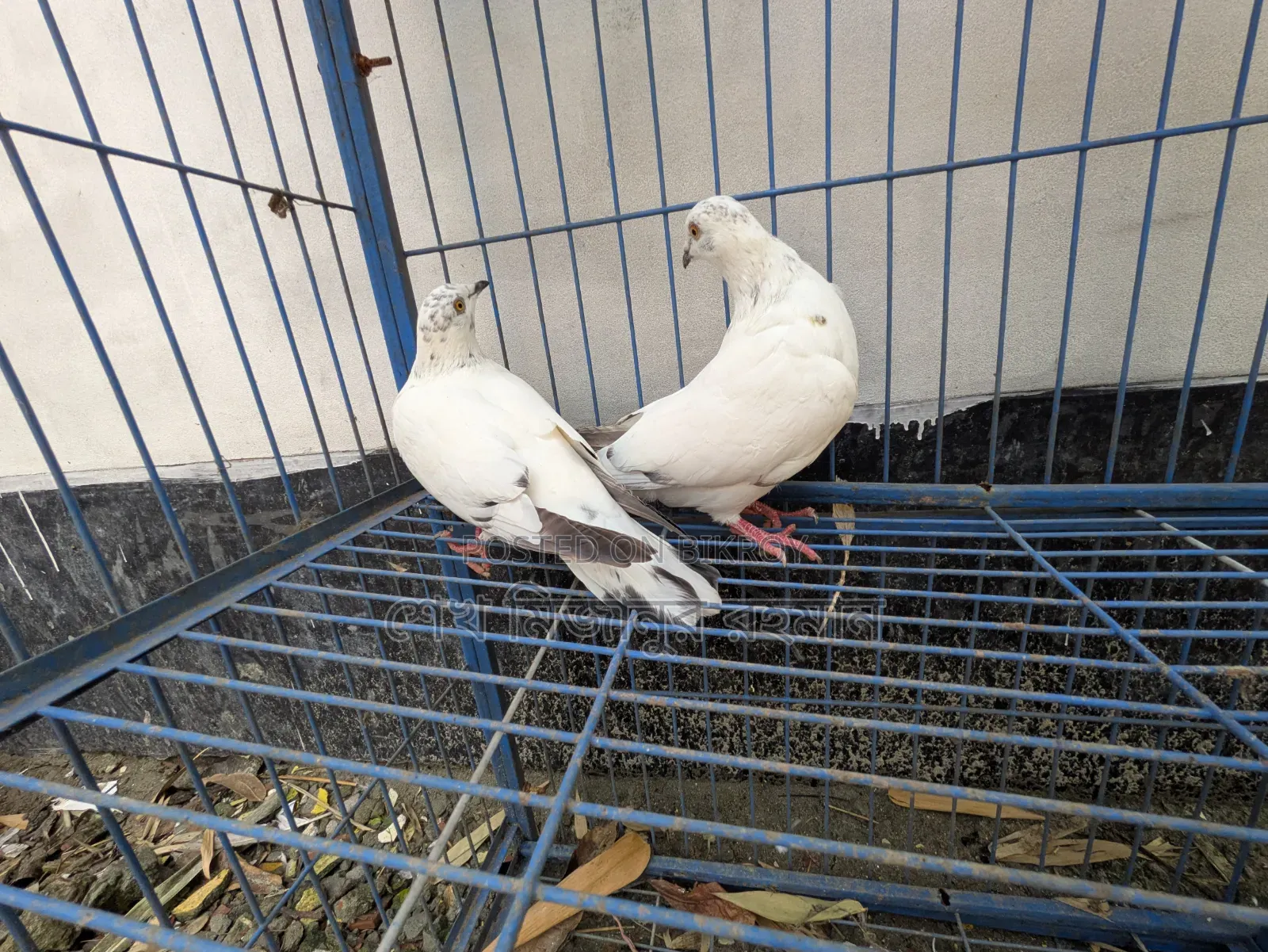 Racer Pigeon