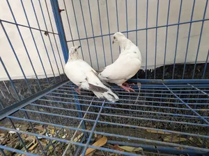 Racer Pigeon