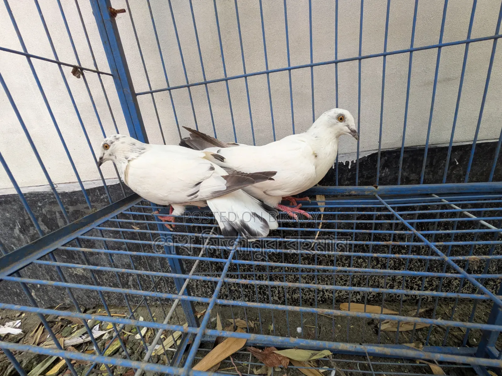 Racer Pigeon