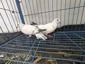 Racer Pigeon