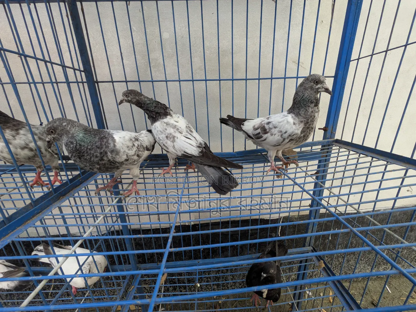 Racer Pigeon