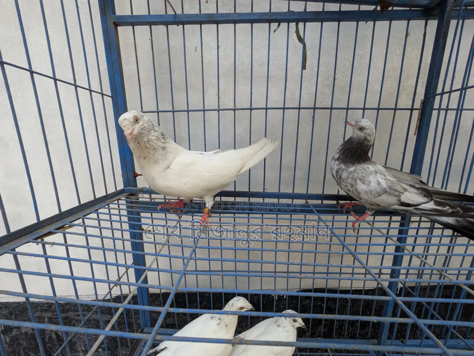Racer Pigeon