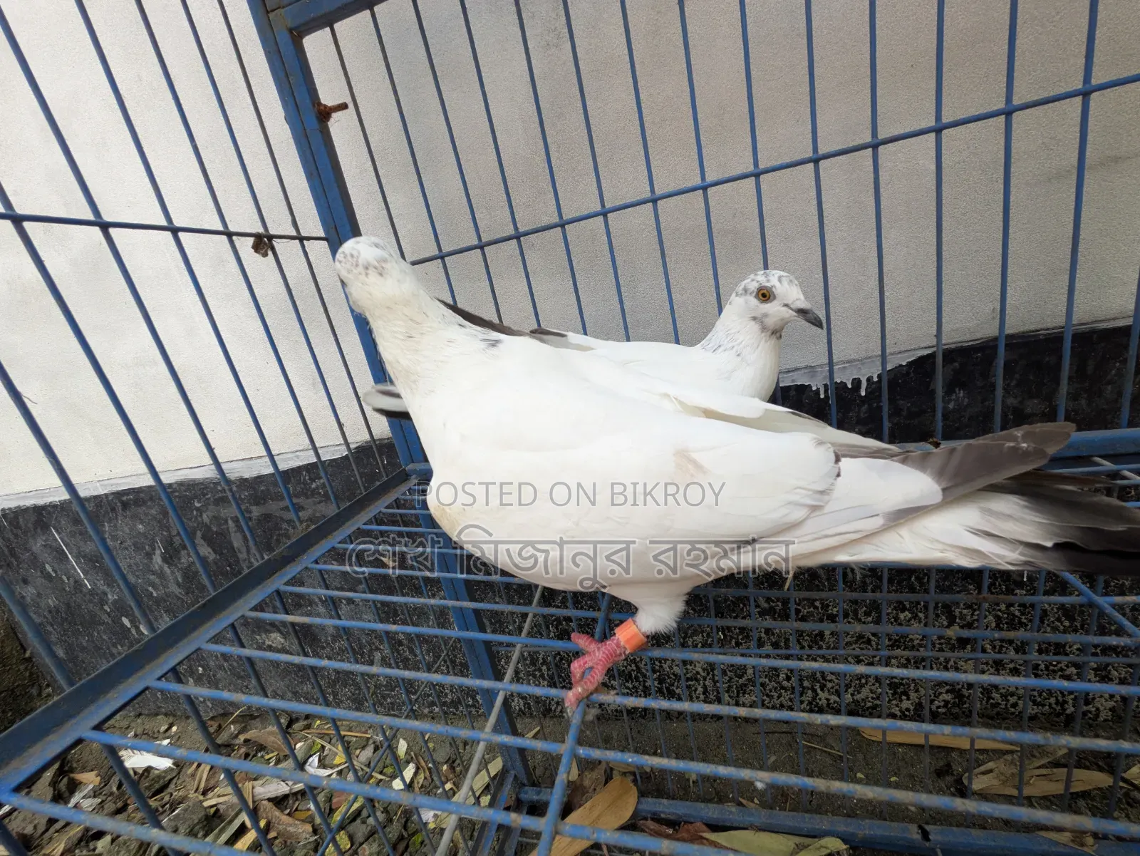 Racer Pigeon