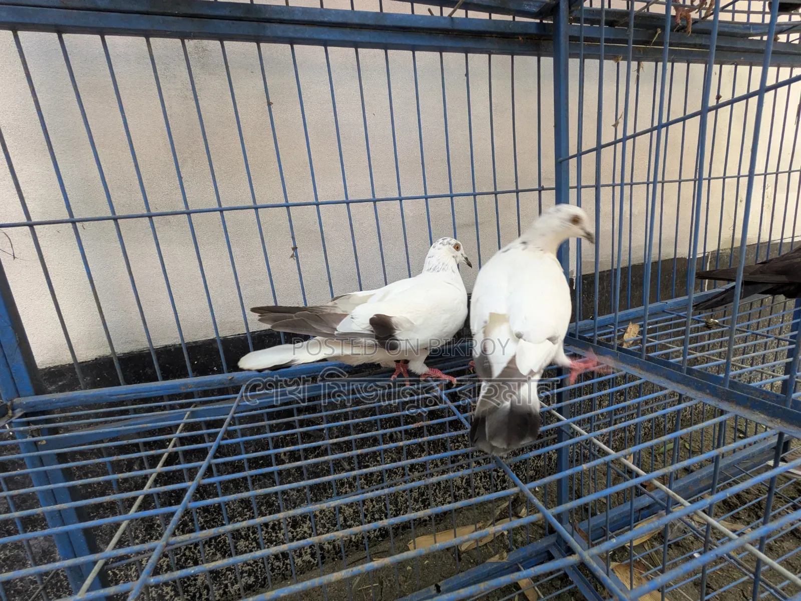 Racer Pigeon