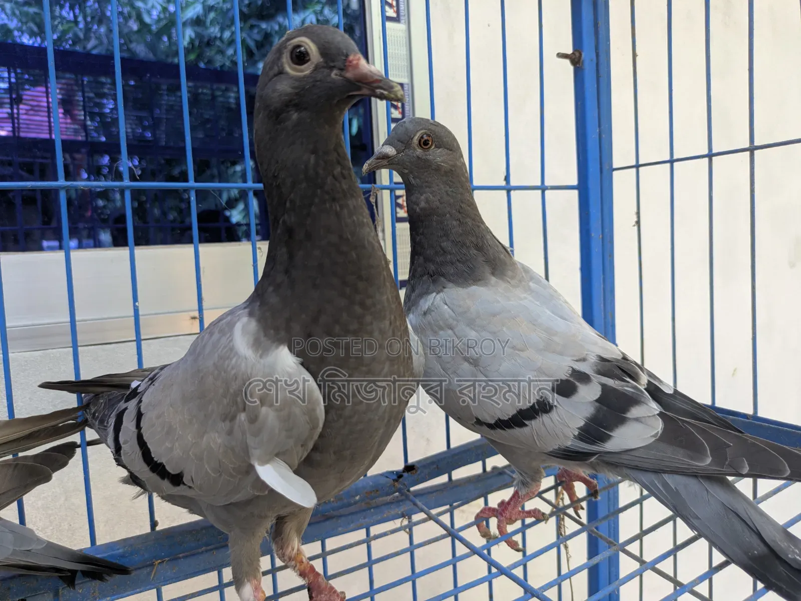 Racer Pigeon