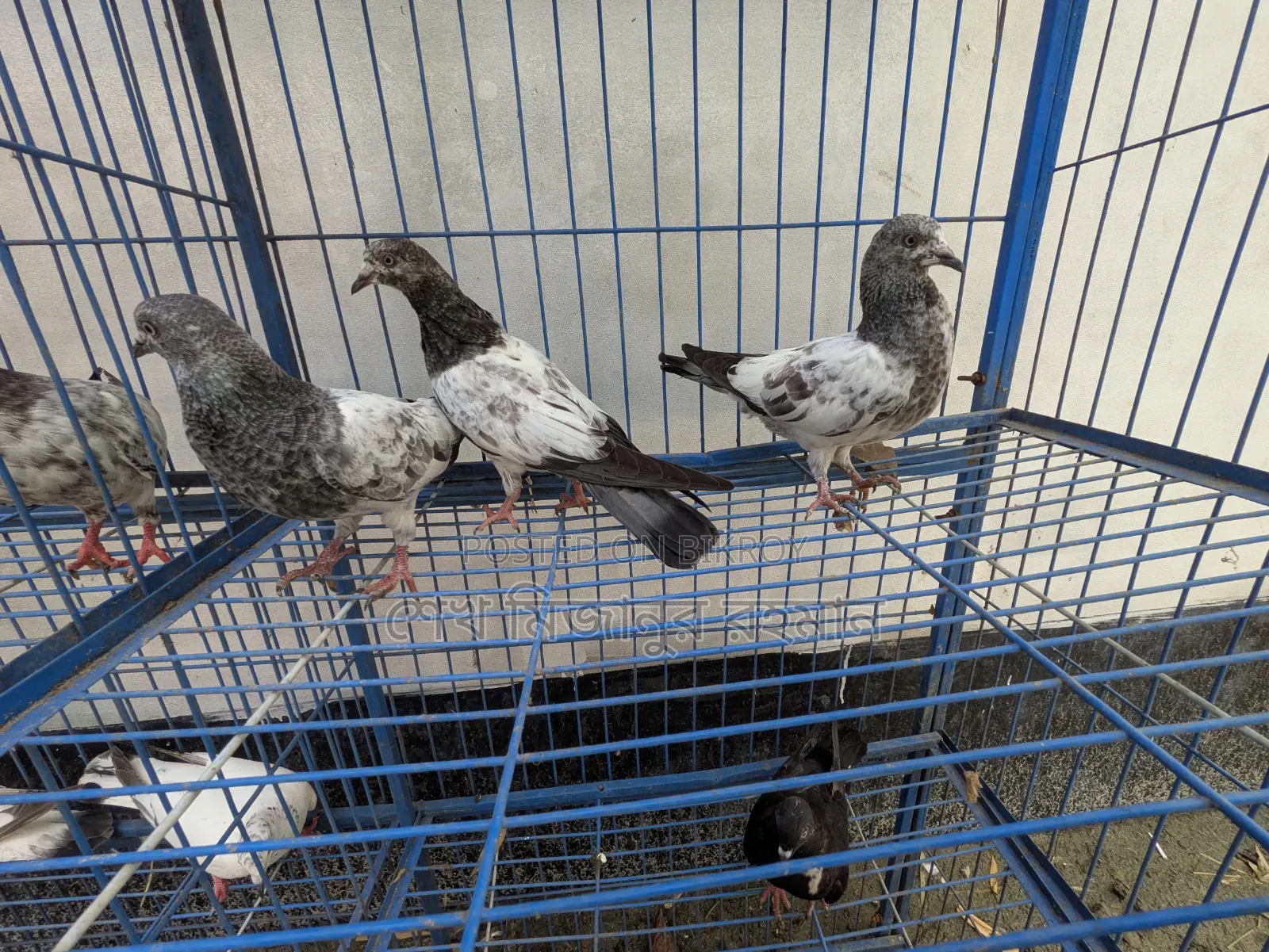 Racer Pigeon