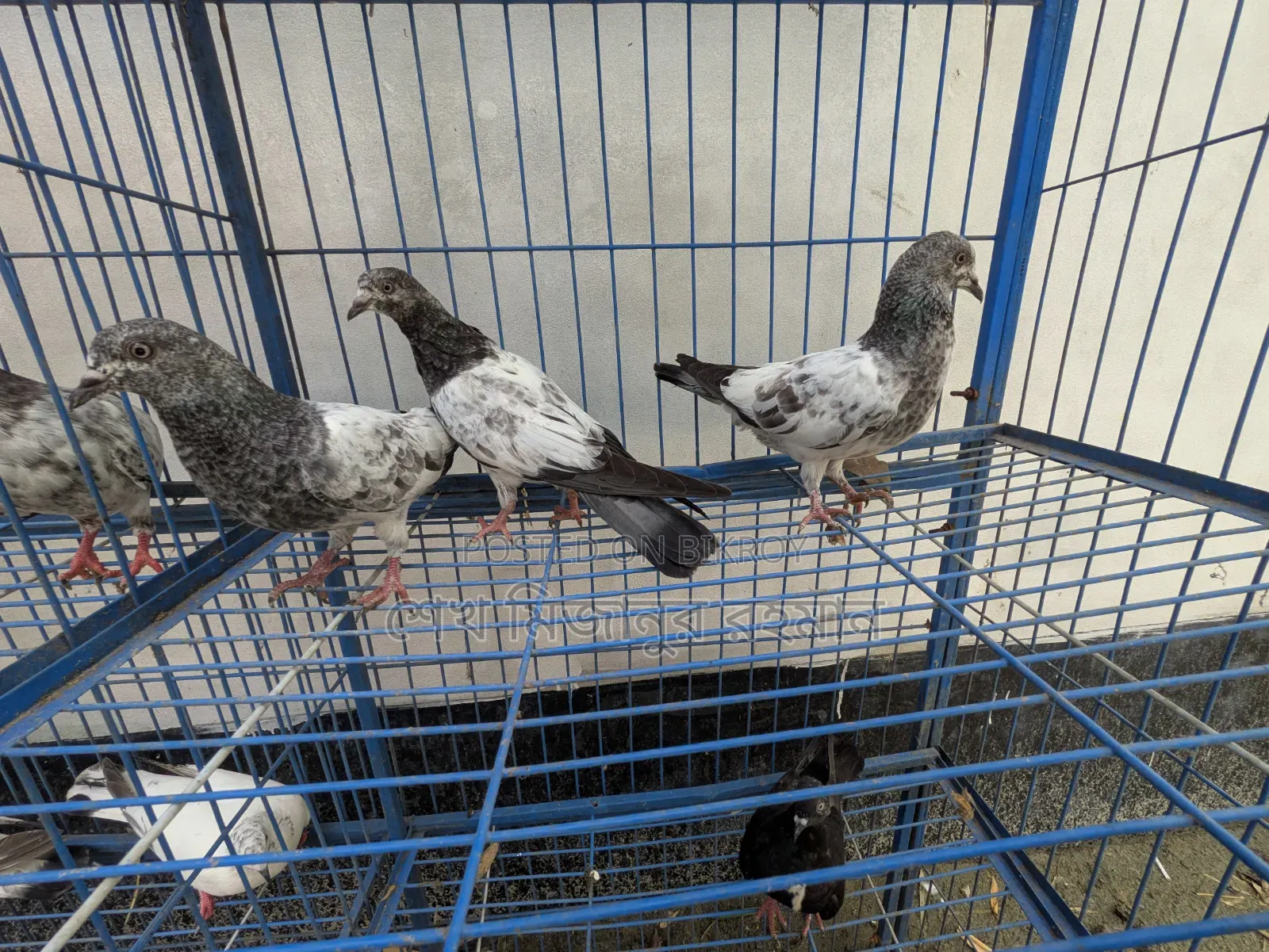 Racer Pigeon