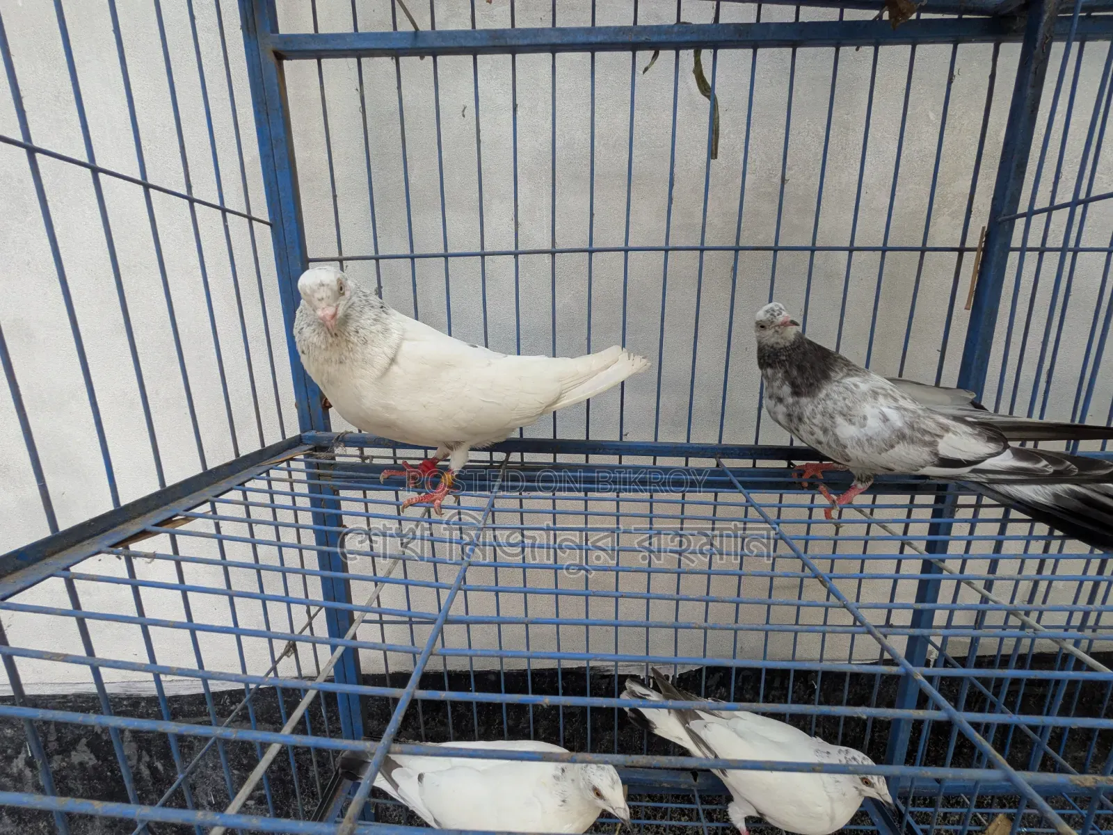 Racer Pigeon