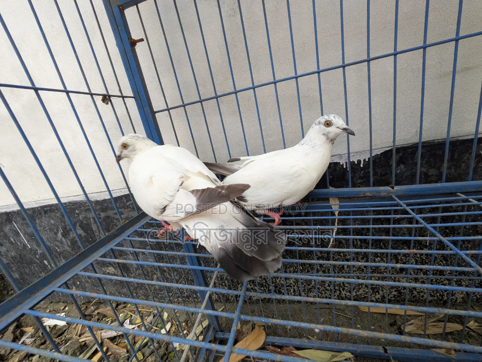 Racer Pigeon