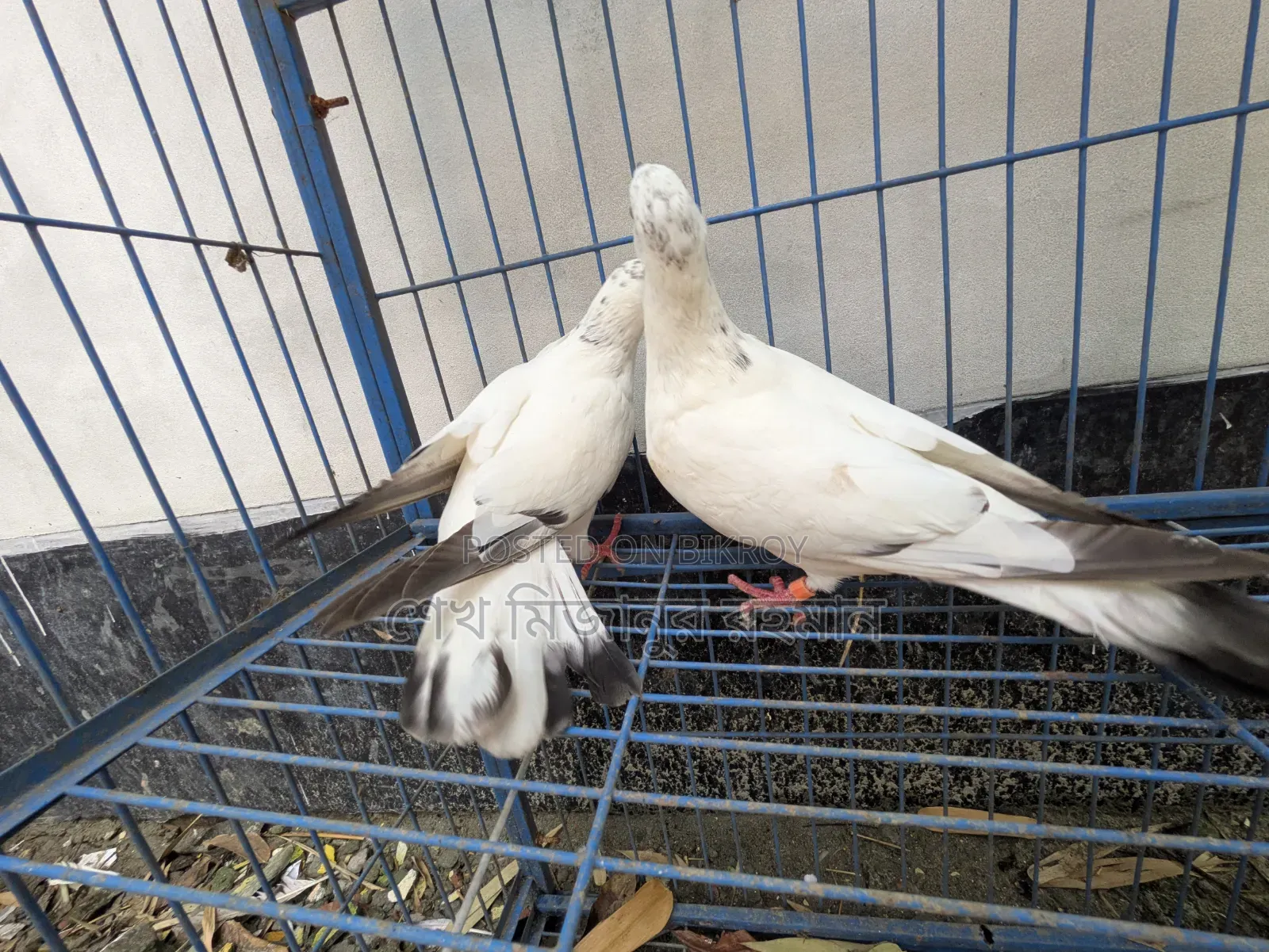 Racer Pigeon