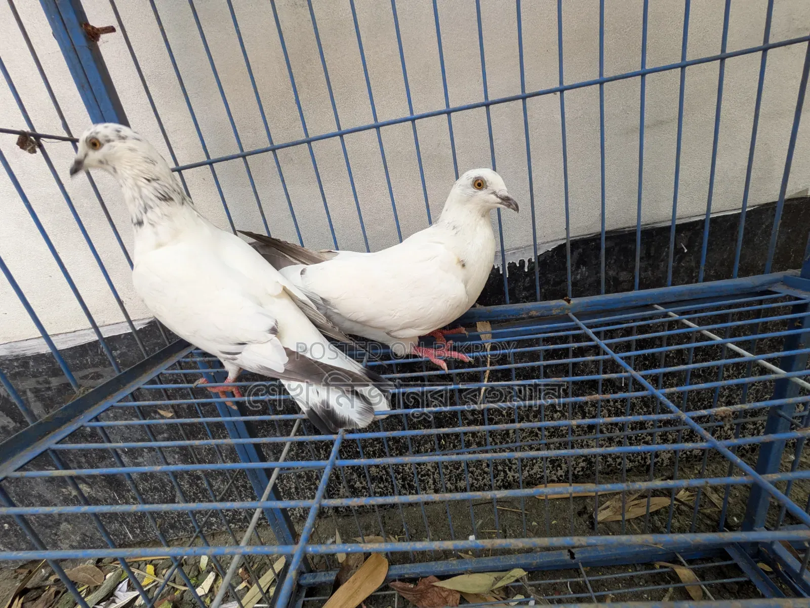 Racer Pigeon