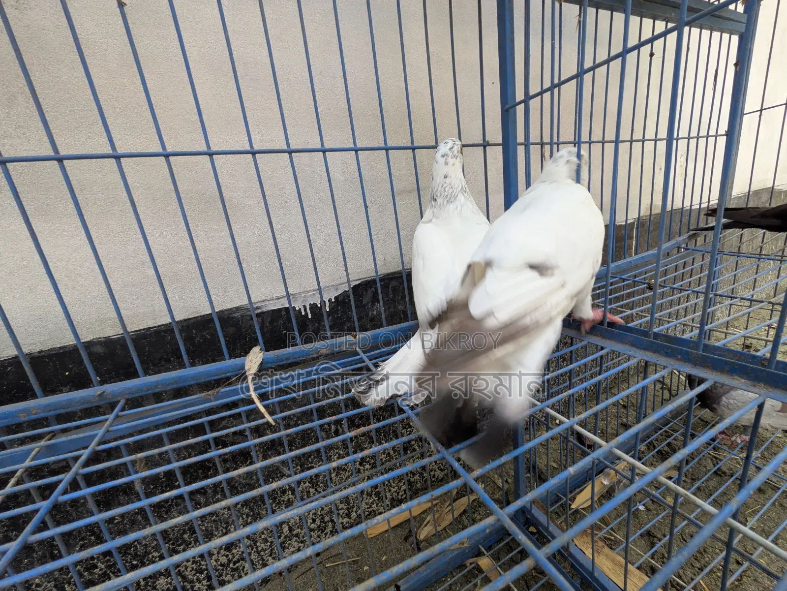 Racer Pigeon