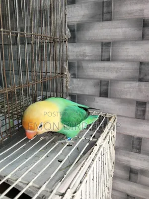 Lovebird Sale
