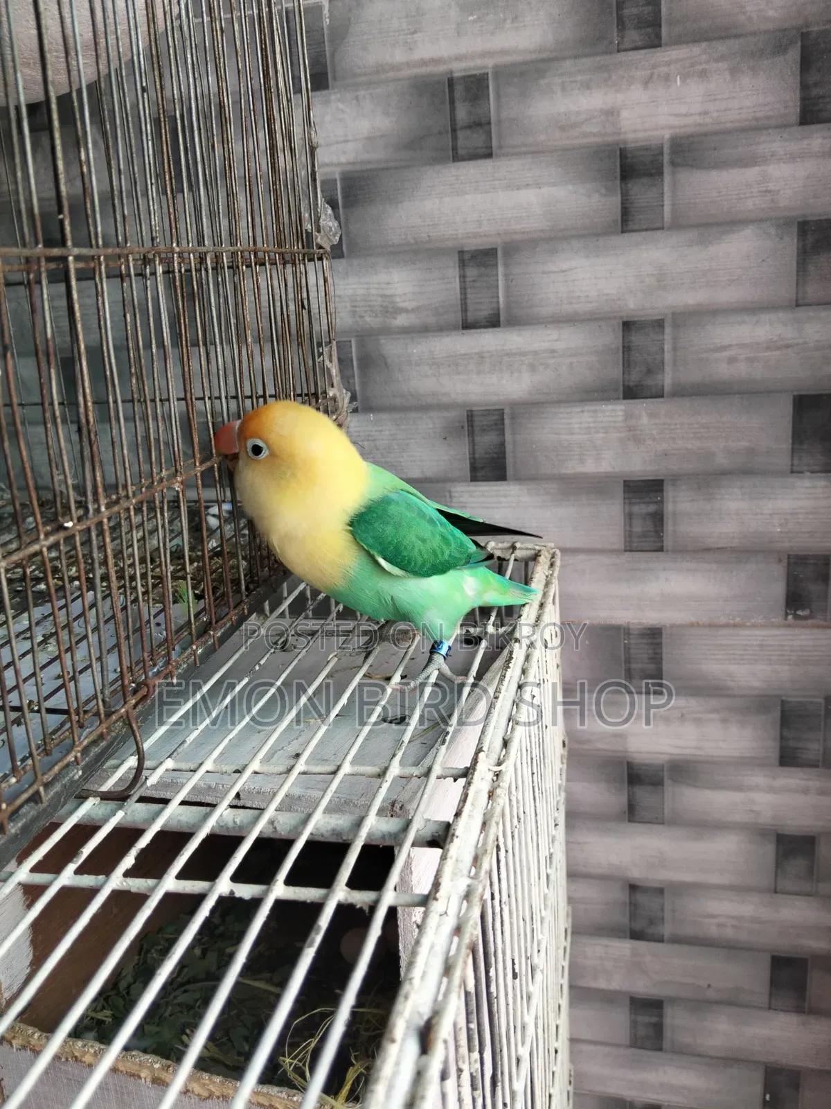 Lovebird Sale