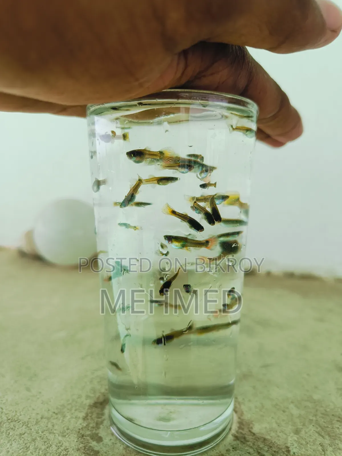 Mixed Guppy New Adult