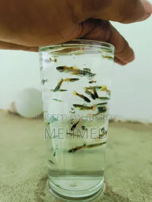 Mixed Guppy New Adult