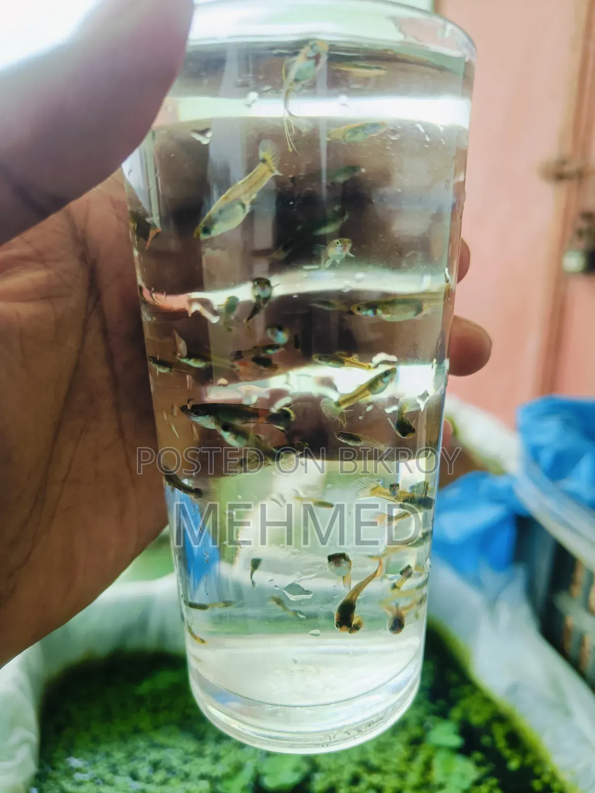 Mixed Guppy New Adult