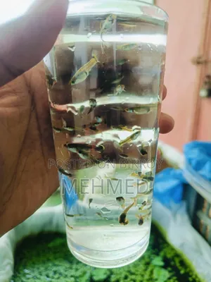 Mixed Guppy New Adult