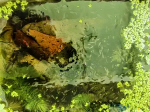 Mixed Guppy New Adult