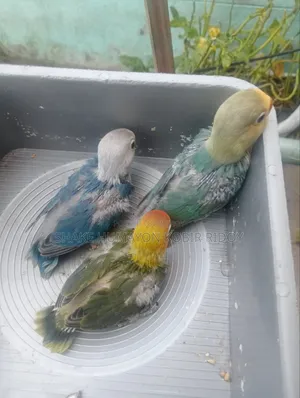 Tame Cockatiel Chicks