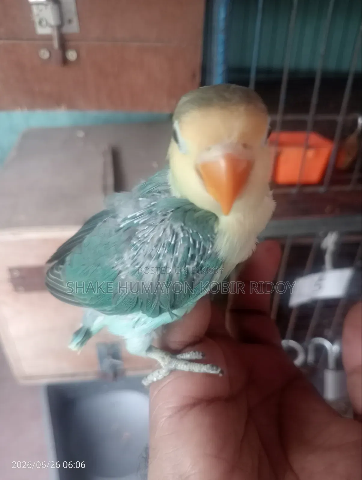 ককাটেলর টেম সাইজ বাচ্চা
